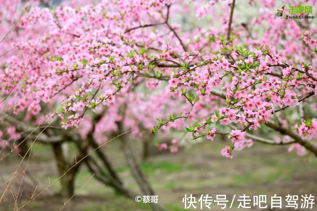 南疆|快开啦！这些地方的春景正在悄悄席卷全国，大气又美丽，别错过