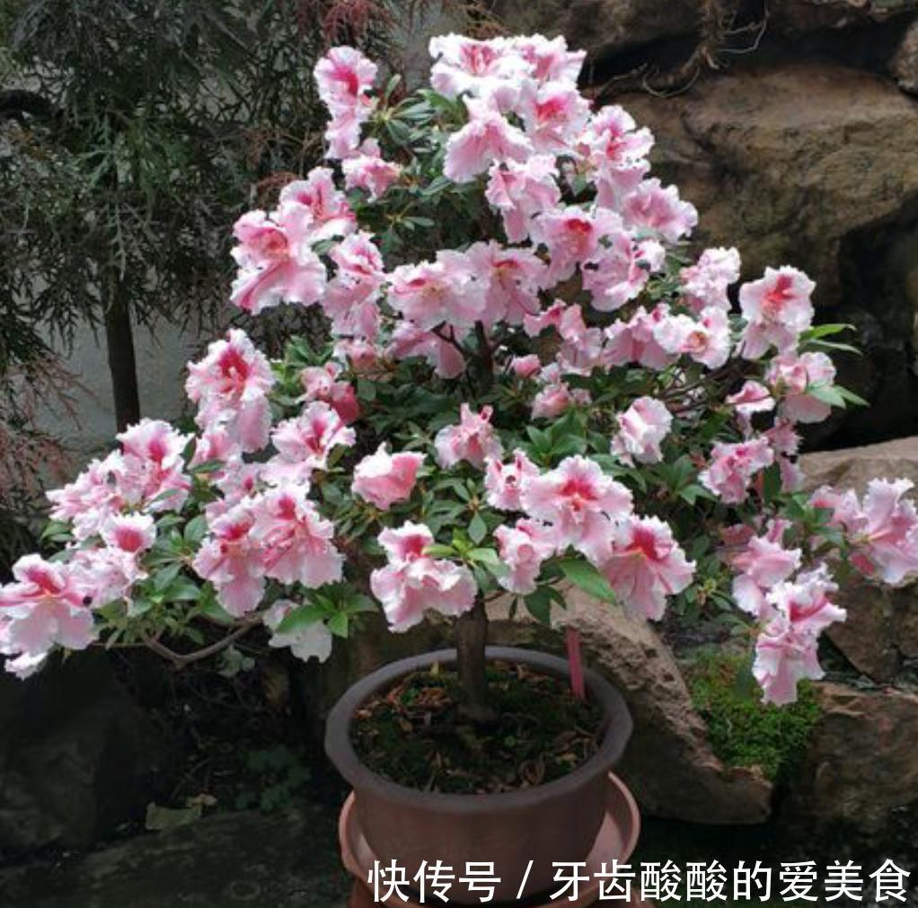 杜鹃花总是养不长久,满足它这三个喜好,叶绿根壮,花开不断