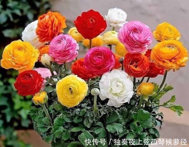 家养此款花卉,开花勤爱爆盆,好养如绿萝,简单易成活