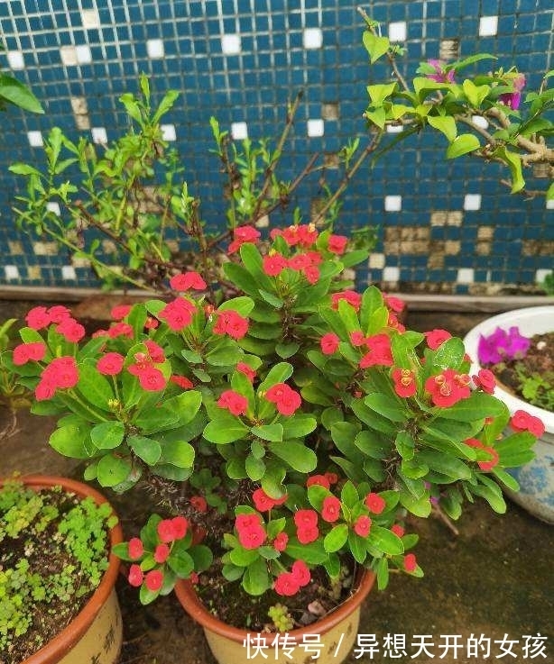 10种需要“干养”的花,不要''灌''着它们,不然全都烂根