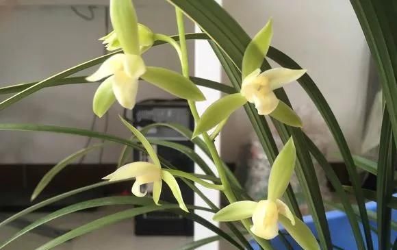 浇水|这3种花上档次，阳台养一盆，开花比香水还好闻