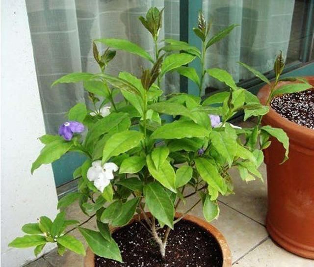 养双色茉莉,做好“3件小事”,一棵开100朵,连续开花,又香又美