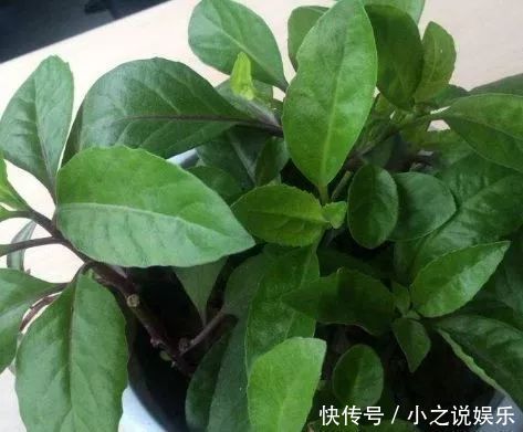 农村|农村的“降压草”,遇到不要错过,采摘回家食用价值高,很珍贵