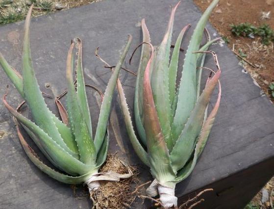 2种“花”，卧室养2盆，“病菌”都远离，关键好养，浇水就能长