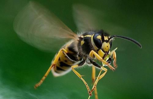 地球上10大最毒的昆虫 杀人蜂第6 第一每年致0万人死亡 快资讯