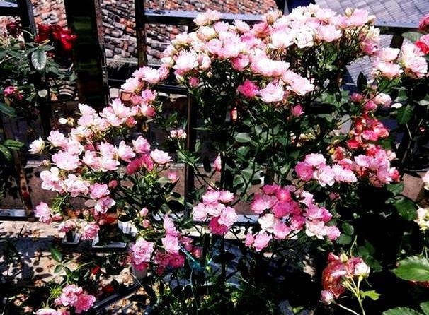 这花开花真勤快，一年开花不停，一株多色形如荷花，易养易爆盆