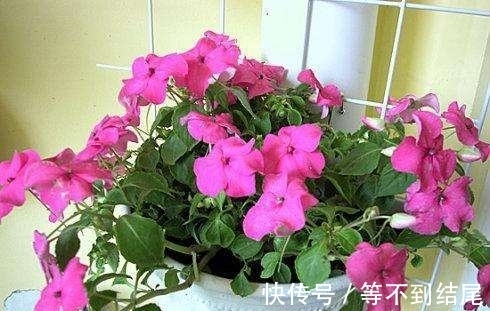 凤仙花|颜值超高的几种花卉,花大色艳,仙气十足,谁见了都想养