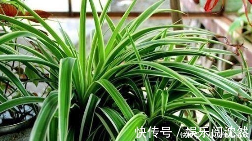 营养土|养花要学会“浇花”,3种花,浇水越勤快,长得越漂亮!