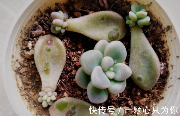 教你如何砍头繁殖多肉植物艾伦