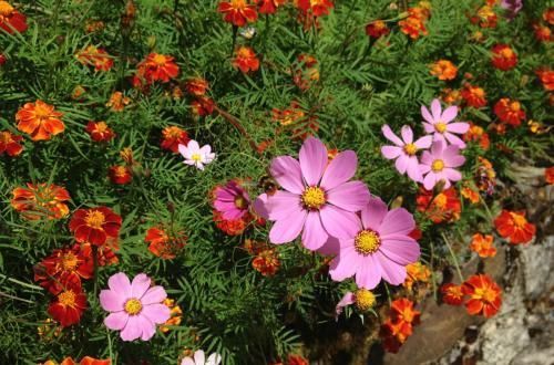 3种好养的花卉，丢盆里就能活，新手也会养！