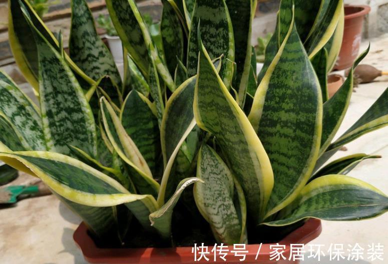 透气性|养殖虎皮兰,落实好“2多2少1勤”,叶子挺直,侧芽呼呼窜爆盆