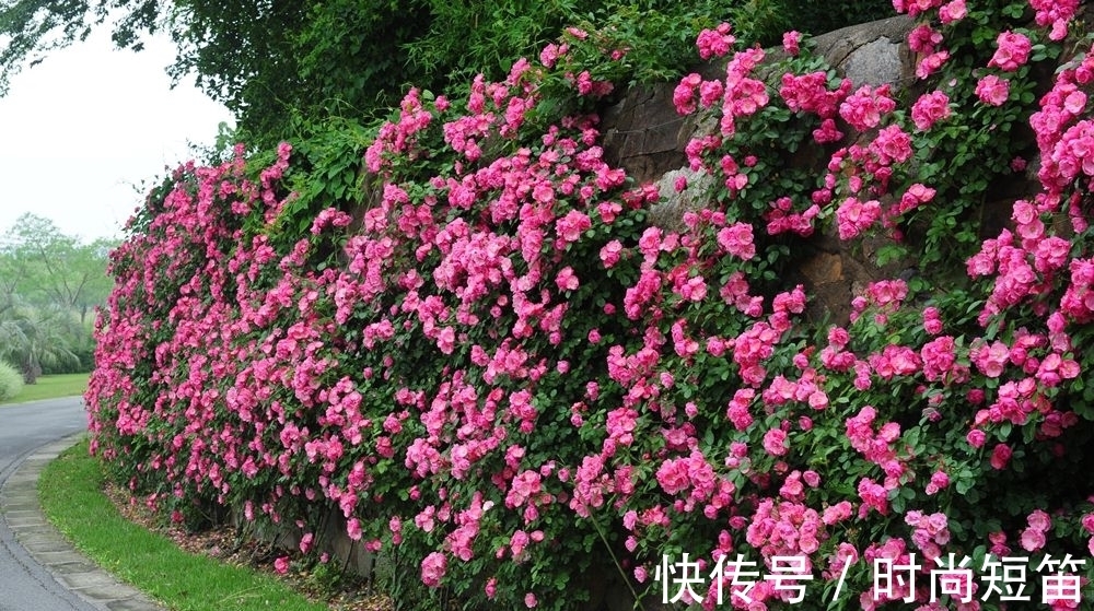 月季花墙，小苗快速成型的“窍门”，一年满枝芽，长出一面花墙