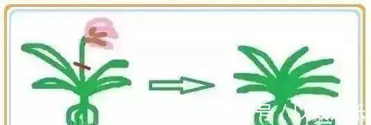 养花|养花要“七分管、三分剪”,花卉如何修剪你一定要懂