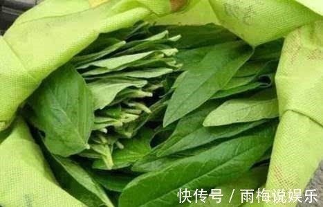 城里人|农村常见的叶子,男人吃了有劲,女人吃了美容,城里人还不知道!