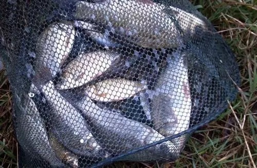 毫无任何保留的谷物鲫鱼窝料,最对大鲫鱼的味蕾了!