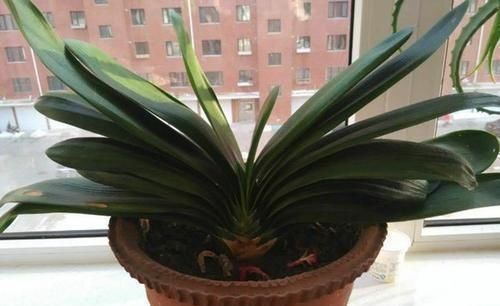 碰到君子兰夹箭不要慌,棉签擦一擦花心,花箭生长效果明显