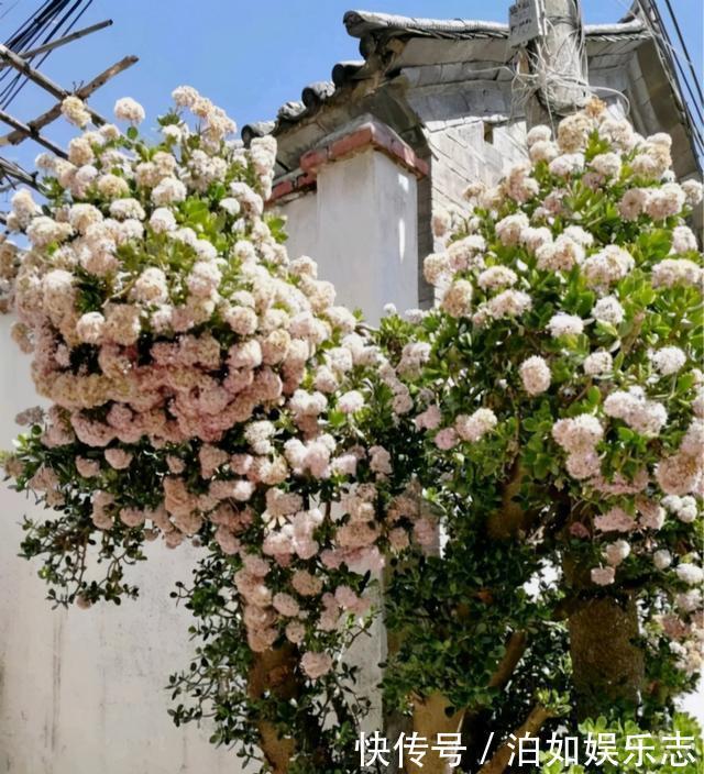 这些植物“老寿星”，个个能活100岁，泼辣无比，比人还长寿