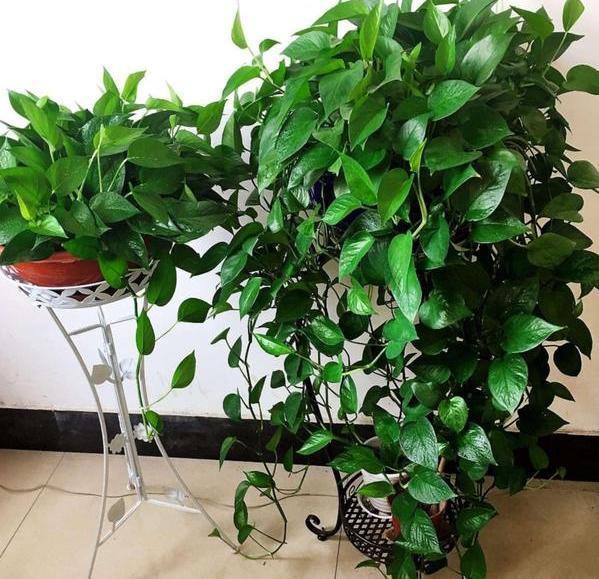 家家户户都有的黄豆，该如何制成''长个肥''酵熟、兑水、浇花