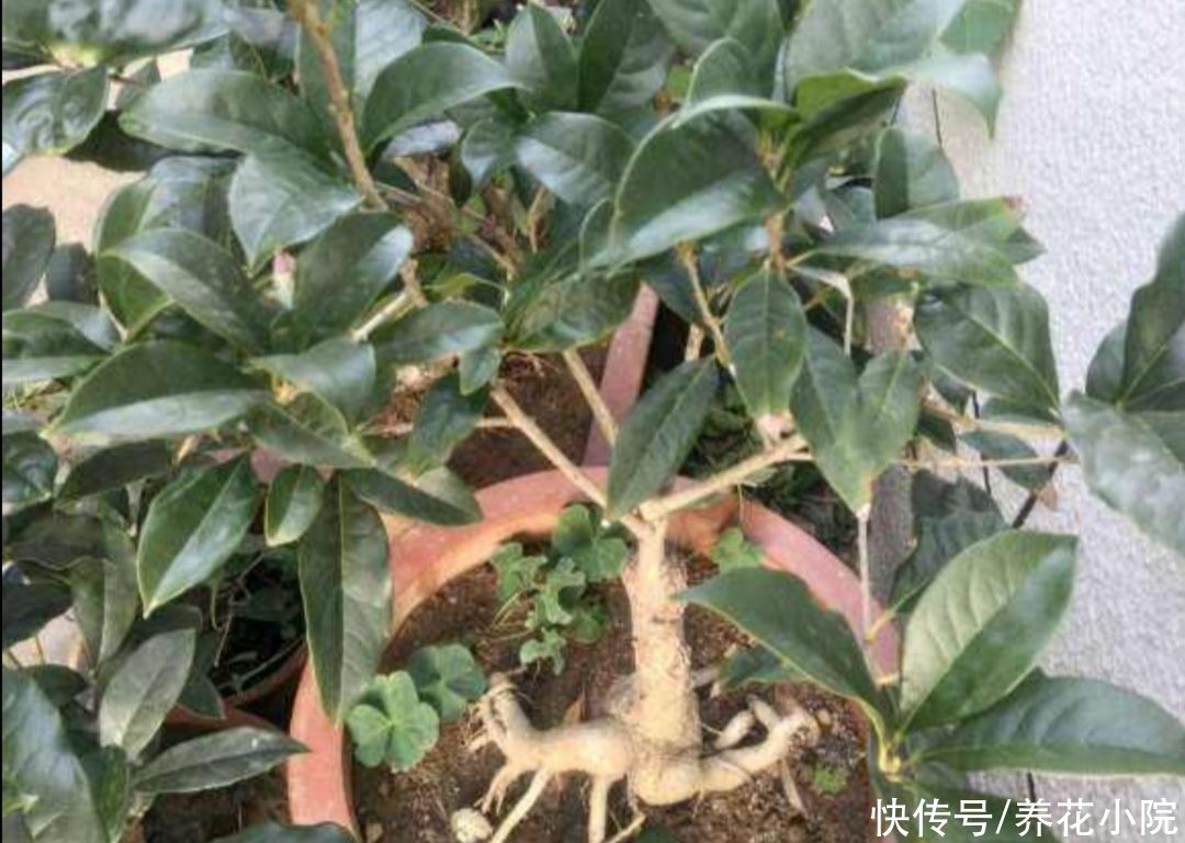 桂花|8月桂花正长花苞，给它用上1种肥，开花多，香味更浓
