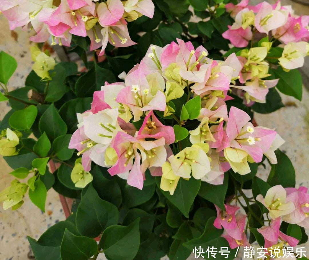 三角梅矮化促花芽分化技巧,没事喷喷“它”,开花爆盆又造型紧凑