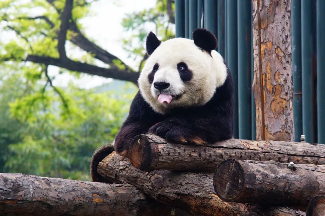 蟹老板|孩子在，能不能文明点！女子为哄娃狠拽孔雀羽毛惹众怒