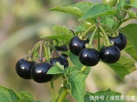 农村路边不起眼的黑豆,却被卖到18块一斤,殊不知现在都抢着种植