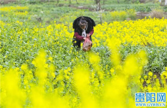 美如画！贵安新区油菜花开遍地金