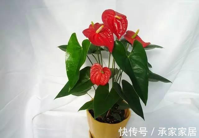 花友|简单易养的6种绿植，新手也不用担心会养死