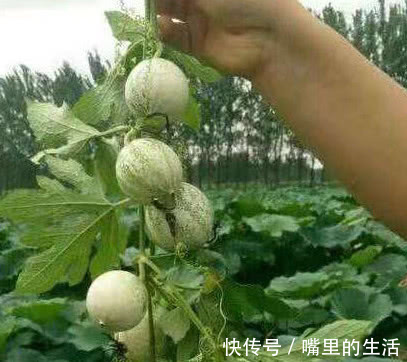 农村|喝酒时“千杯不倒”全靠它,农村随处可见,酒精遇上“抖三抖”