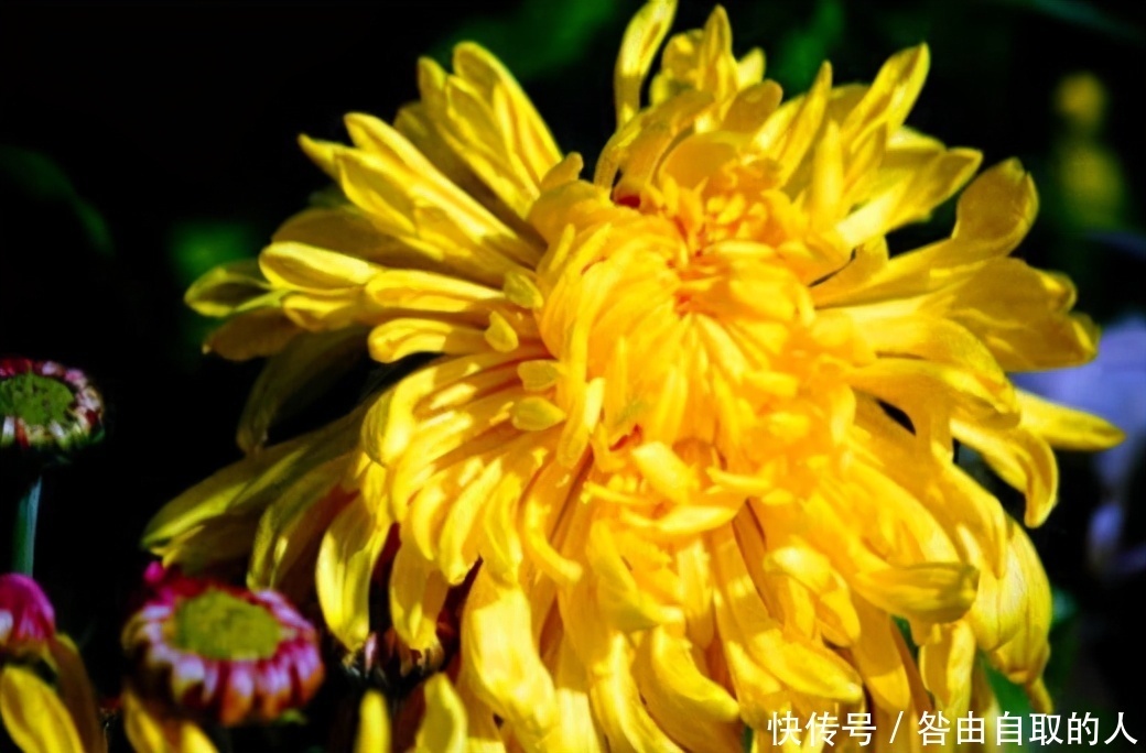 想长寿全靠吃，3种食物不能少，补充营养，提高免疫力