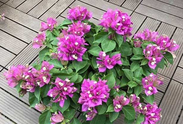 “三角梅”花朵越来越少,用上“一点小东西”,能开到“上千朵”