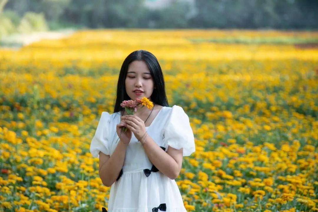 秋天|来临洮！看秋天的第一片“花海”