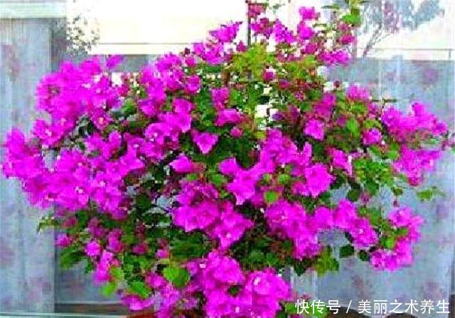 想让三角梅爆炸式开花,夏天多做4件事,花朵多得压弯枝头!