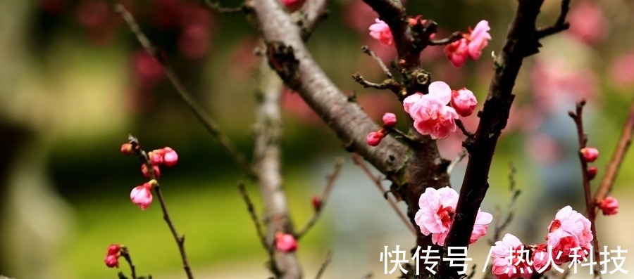 山园小梅&古代第一“闲人”,以梅为妻以鹤为子的怪才,两首佳作名垂千古