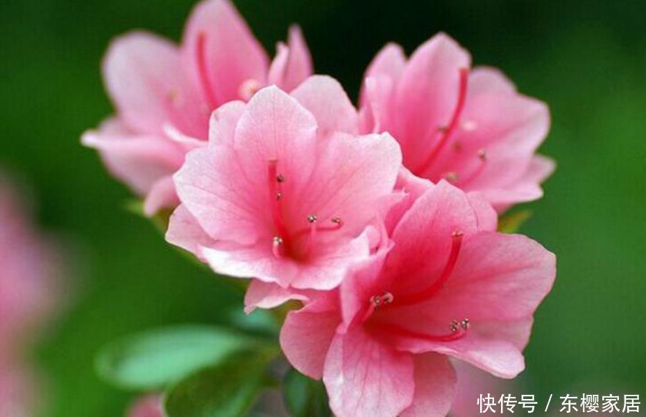 4种花是花卉中的佼佼者，花朵硕大、一盆开花100朵，天天能赏花