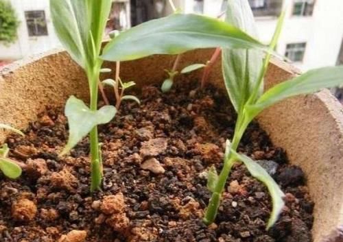 发芽的生姜不吃就盆栽,3个月下崽,秋收多到吃不完