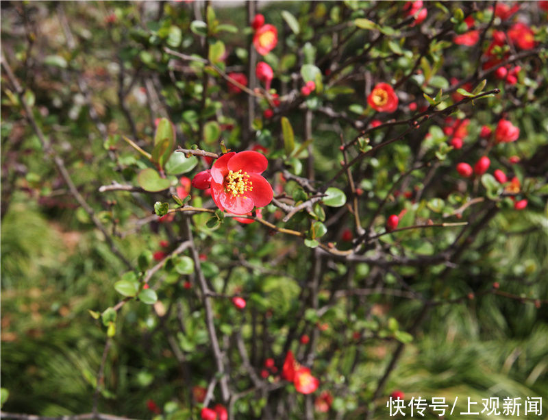 花开春意浓！黄浦美景等你来赏