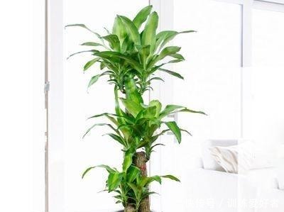 客厅养什么花好,这5种花不但好养易活,而且大气耐看还旺财!