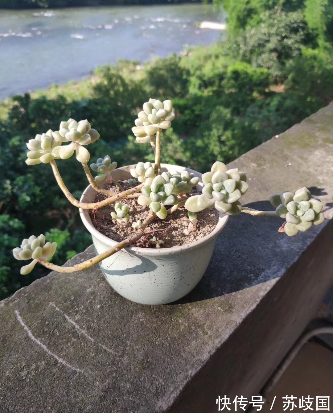 法师|这“三多肉”是爆崽小能手,颜值高易爆盆,却因便宜“无人问津”