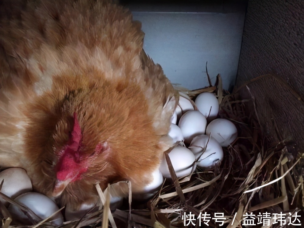 下联&上联“母鸡下蛋,谷多谷多,只有一个”,才子对出下联,堪称经典