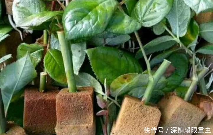 扦插好方法养花繁殖下一代，试试这3招，简单好使