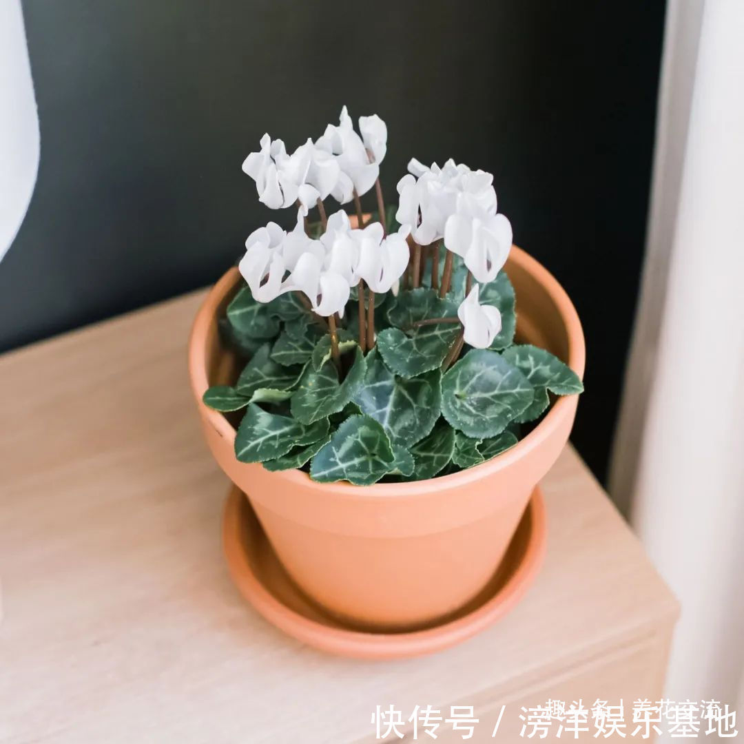 仙客来|勤养鱼,懒养花,10种要粗养才长得好的室内盆栽