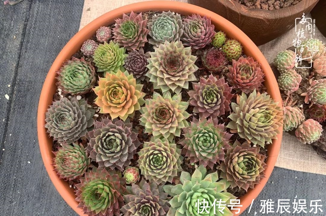 框子|这多肉拼盘这么仙!如何制作达人手把手教你制作长生草拼盘!