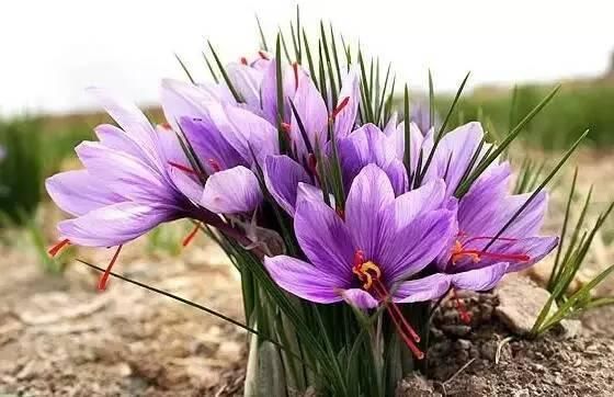 世界上最名贵的花,一盆就是一座房子!