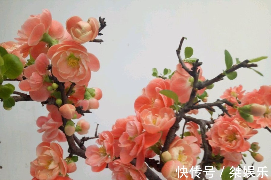 此木本花卉,漂亮似牡丹花,月月开花,种植简单,阳台盆栽也可以