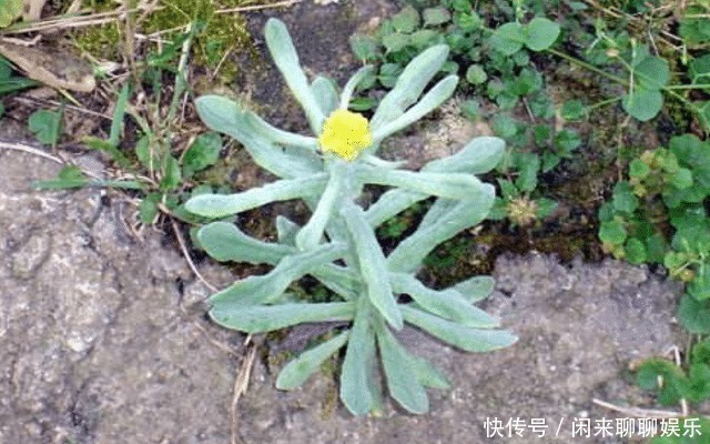 田艾|田埂上这野草, 请别轻视或除掉, 现在了解, 对您将有帮助