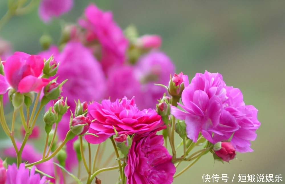  微型|这9种微型的月季花各有各的特点，你喜欢哪一种