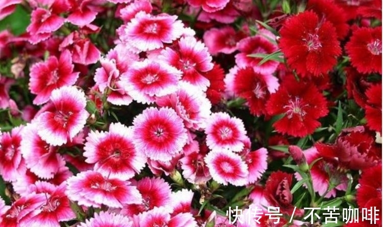 养护|4种旺运花，吉祥添富贵，花美色艳，一言不合就爆盆，你一定喜欢