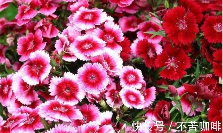 养护|4种旺运花,吉祥添富贵,花美色艳,一言不合就爆盆,你一定喜欢