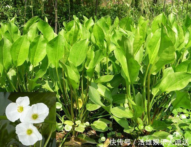 小肠|中医入门8种祛湿利水中药,除湿气,消水肿的好手,一次讲清楚